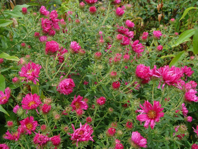 Aster Andenken an Alma Pötschke.jpg