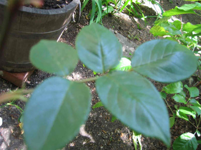 rosegelbduftlaub.jpg