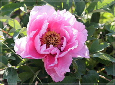 Paeonia_suffruticosa_Rou_Fu_Rong_.jpg