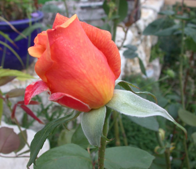Sutters_Gold_T_29882.jpg