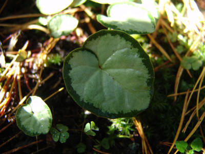 DSC02887.JPG