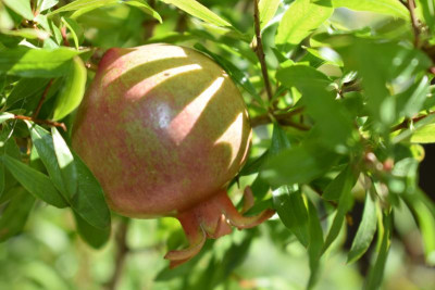 Punica granatum 003.JPG