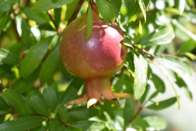 Punica granatum 002.JPG