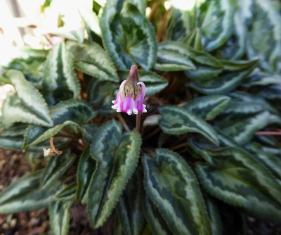 Cyclamen hed.  ...  25.9.18 001.jpg