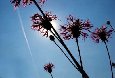 Centaurea_bella_gegen_die_Sonne.jpg
