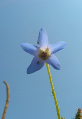 Borago_pygmaea.jpg