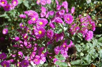 Aster Karminkuppel.jpg