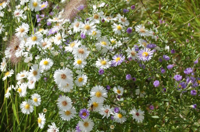 Aster weiß in Pennisetum.jpg