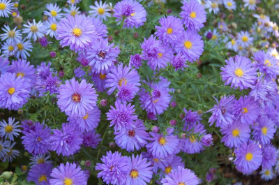 Blauer Sämling in Blaukuppel.jpg