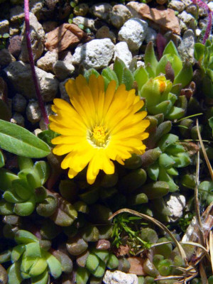 Delosperma_nubigenum.jpg