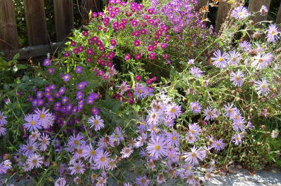 Aster Barr's Blue.jpg
