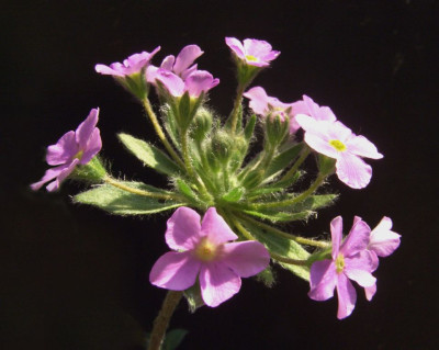 Androsace_sarmentosa_07.jpg