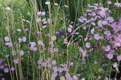 Aster Pink Star.jpg