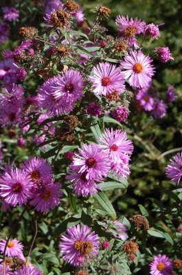 Sämling Violetta.jpg
