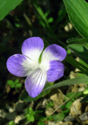 Viola_elatior.jpg