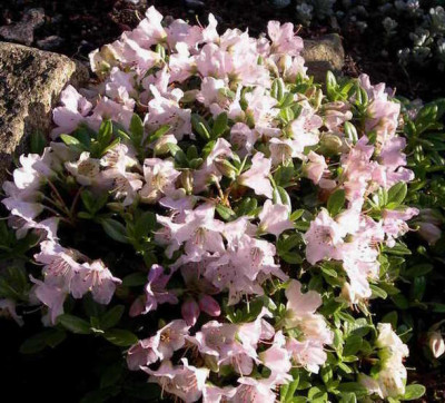 Rhododendron___Radhan_Baby_2007-05-04.JPG