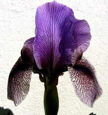 Iris_Dardanus_07.jpg