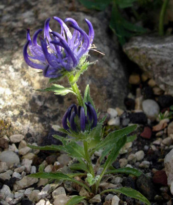 Phyteuma_sieberi_2007-05-04.JPG