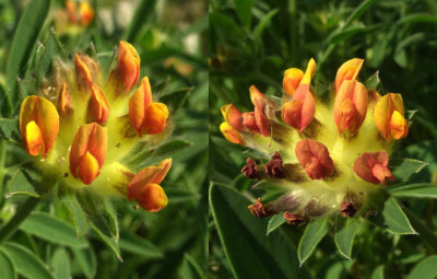 Anthyllis_vulneraria_orange.jpg