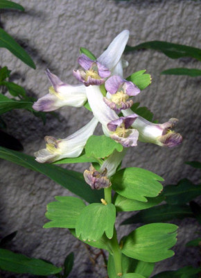 Corydalis_solida_Kussmund_altrosa.jpg