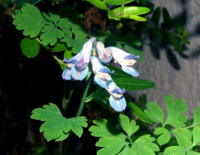Corydalis_spec.jpg