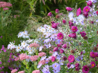 2018-09-26 Gartenimpressionen 3.jpg
