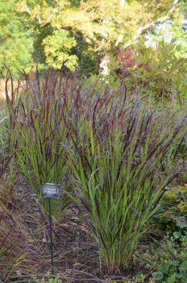 Bressingham.17-16.Panicum-PurpleHaze.jpg