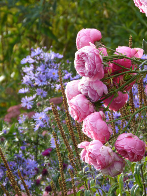 2018-09-26 Gartenimpressionen 2.jpg