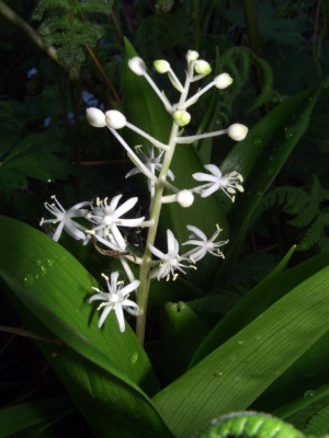 Speirantha_convallarioides.jpg