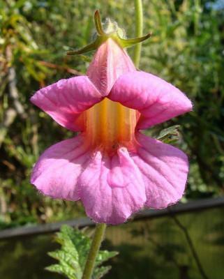 Rehmannia elata.jpg