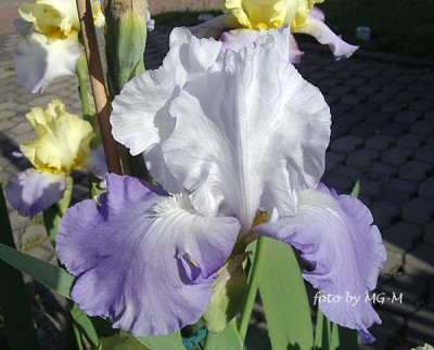 Imgp0895-Reb-Perret-nicht.jpg