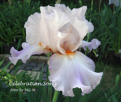 Imgp0910-Celb-Song.jpg