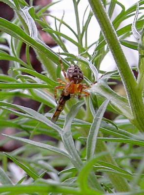spinnemitfliege1.jpg