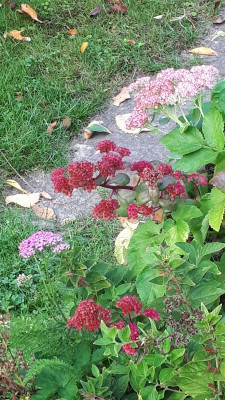 20180921_075746.jpg