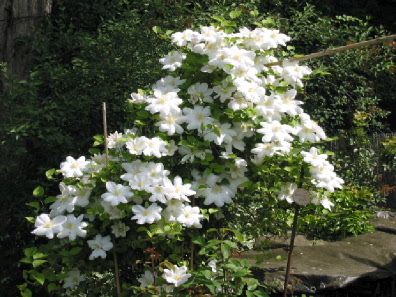 Mme_Le_Coultre_Anfang_Mai_07.jpg