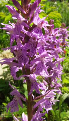 Dactylorhiza_maculata_07-02.jpg