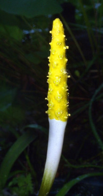 Orontium_aquaticum07.jpg