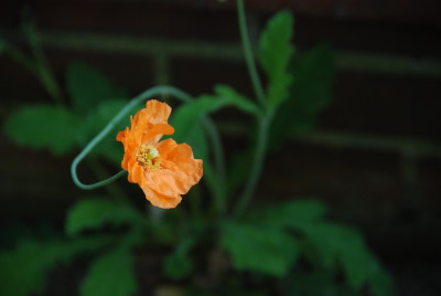 Papaver-in-der-Fuge.jpg