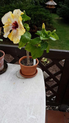 IMG-20180826-WA0018.jpg