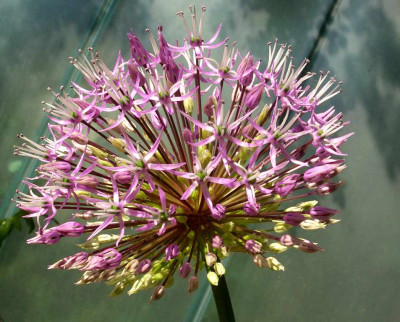 Allium_jesdianum.jpg