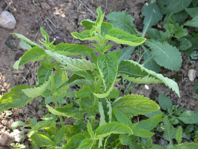 Lanzen-Eisenkraut_Album_S2_0861_80.jpg