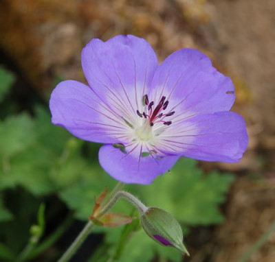 Storchschnabel_Rozanne_S4_2961_95.jpg