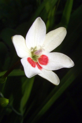 Freesia_laxa_Joan_Evans.jpg