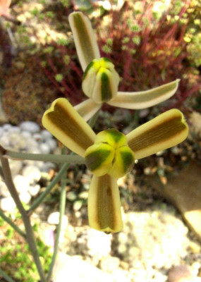 Albuca_spec.jpg