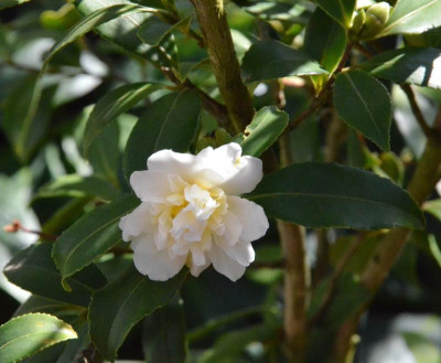 Camellia-SnowFlurry.18-1.jpg