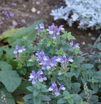 Scutellaria_alpina.18-2.jpg