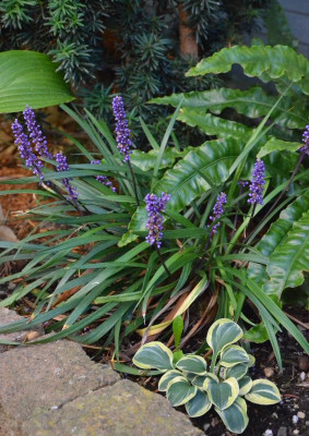 Liriope_muscari-Moneymaker.18-1.jpg