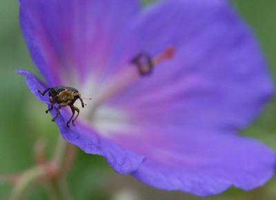 Geranium-2-Wer-bin-ich.jpg
