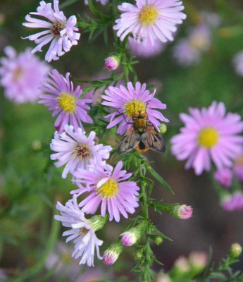 Aster-PinkStar.18-1.jpg