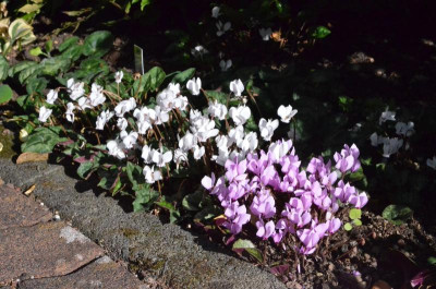 Cyclamen_hederifolium.18-1.jpg